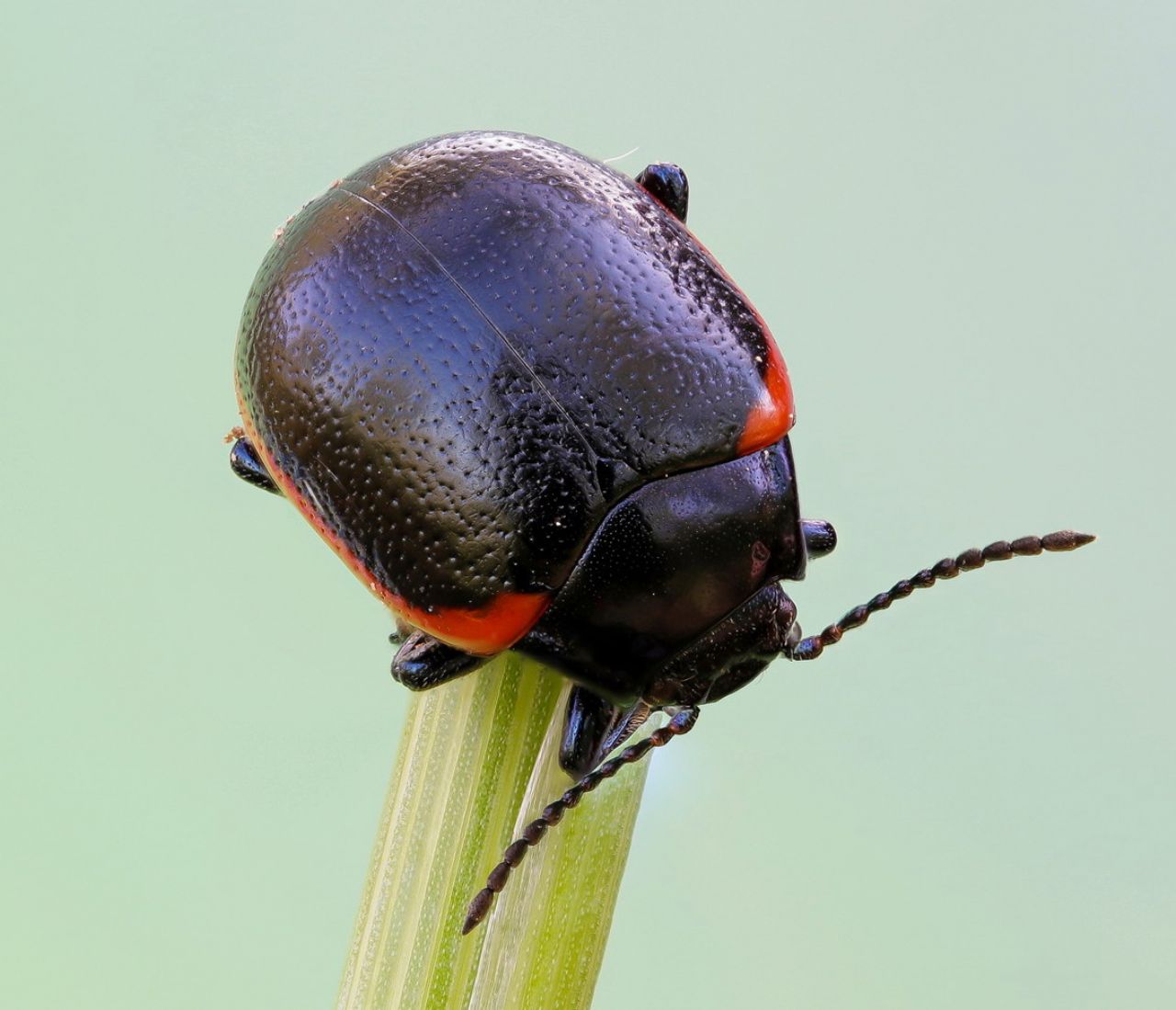 Chrysomelidae - Chrysolina rossia